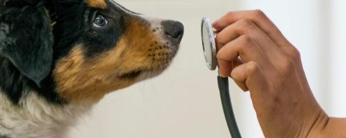 Prix consultations veterinaires