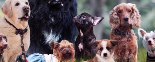 quelle-est-la-meilleure-assurance-chien