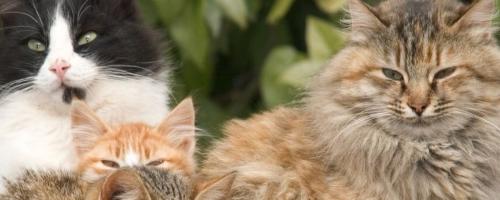 quelle-est-la-meilleure-assurance-chat