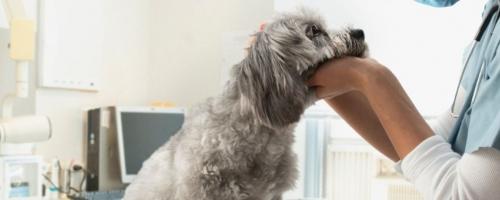 que couvre une assurance chien