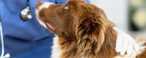 Votre mutuelle chien au meilleur prix