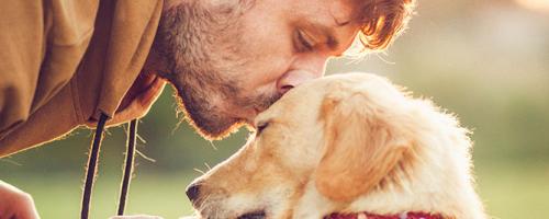 Comparatif assurance chien - Solly Azar