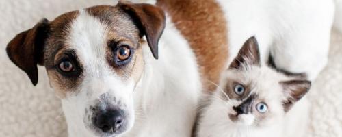 Solly Azar Mon Compagnon s'engage pour la cause animale locale et régionale