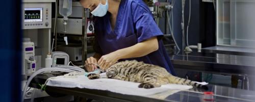Tarif de l’hospitalisation chez le chat