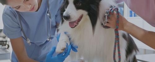 Le prix de l’intervention vétérinaire d’une patte cassée chez le chien