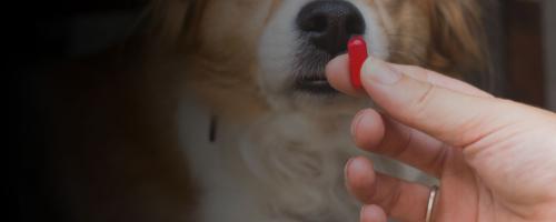 comment-donner-un-medicament-a-mon-animal-facilement