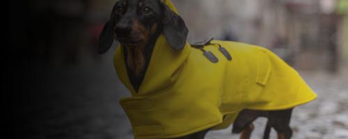 Vêtements pour animaux : est-ce utile ?