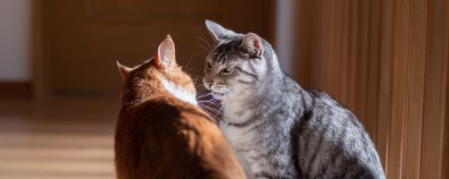 Faire cohabiter 2 chats mâles : comment faire
