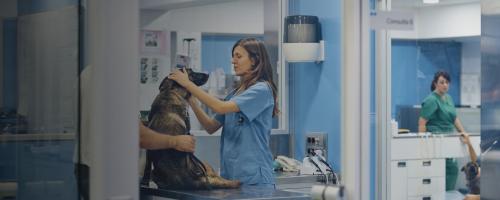 les-10-maladies-les-plus-courantes-chez-le-chien