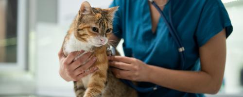 top-10-des-maladie-les-plus-frequentes-chez-le-chat