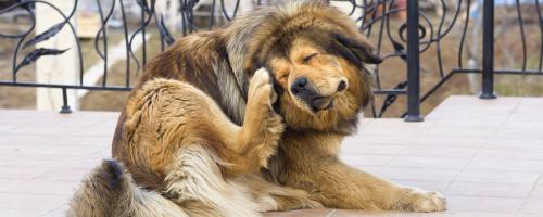 comment-soulager-demangeaison-du-chien