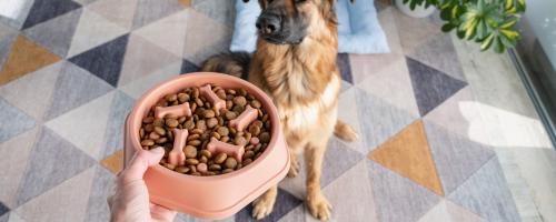 les-10-conseils-pour-bien-gerer-le-poids-de-son-chien