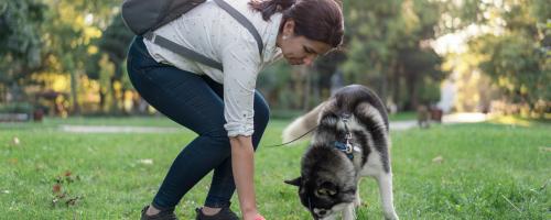 Apprendre la propreté à un chien adulte