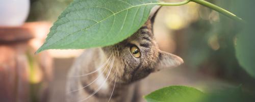 comment-eviter-que-mon-chat-mange-les-plantes