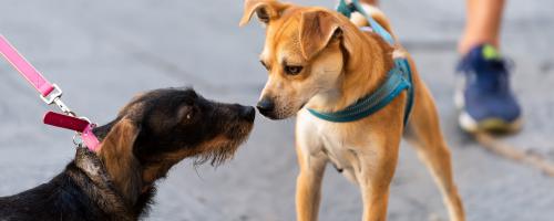Les moyens de communication du chien
