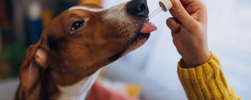 comment-et-pourquoi-choisir-des-complements-alimentaires-pour-vos-animaux