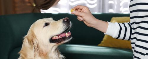 recompenser-son-chien-comment-s-y-prendre